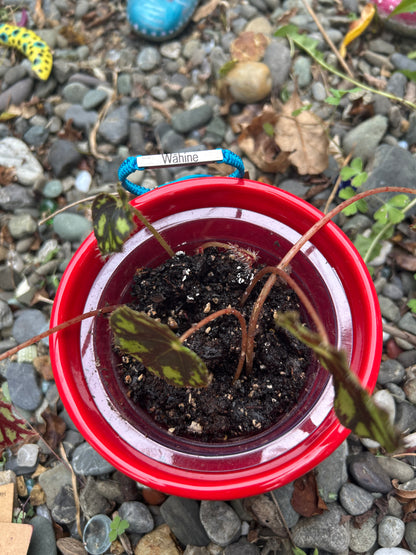NAARI SHAKTI BRACELET